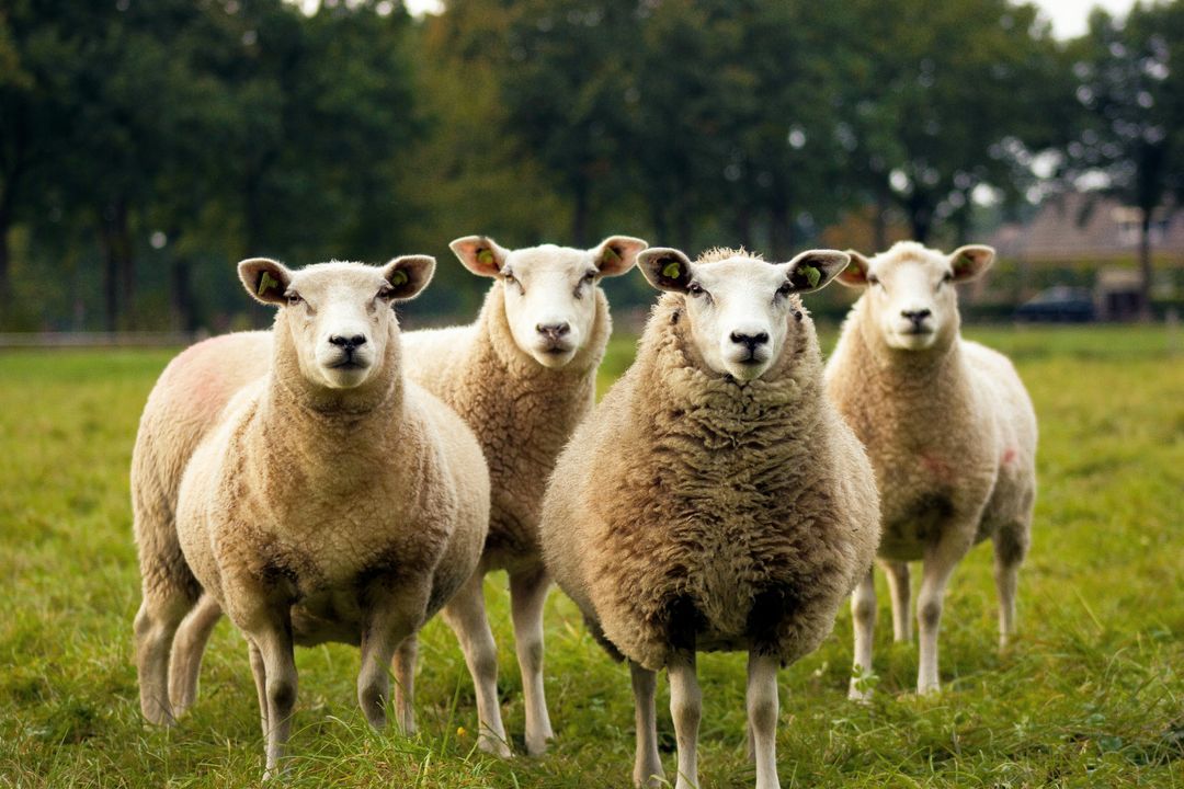 Four sheep standing in a grass field looking directly at the camera